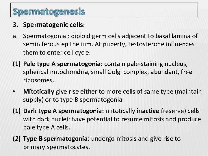 Spermatogenesis 3. Spermatogenic cells: a. Spermatogonia : diploid germ cells adjacent to basal lamina