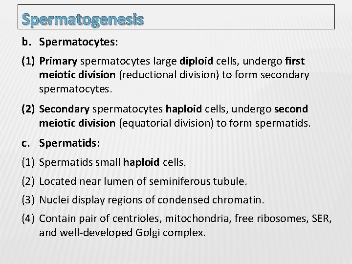 Spermatogenesis b. Spermatocytes: (1) Primary spermatocytes large diploid cells, undergo ﬁrst meiotic division (reductional