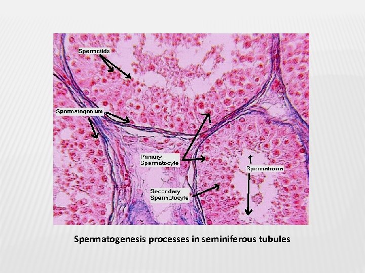 Spermatogenesis processes in seminiferous tubules 