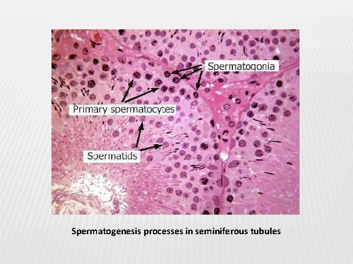 Spermatogenesis processes in seminiferous tubules 