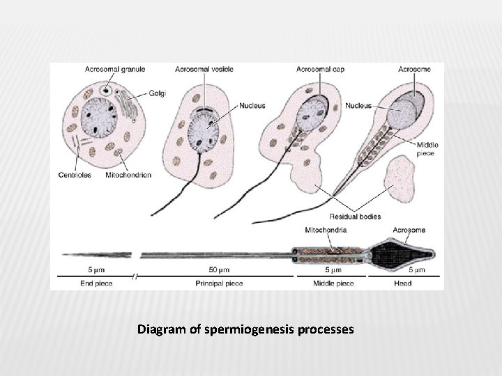 Diagram of spermiogenesis processes 