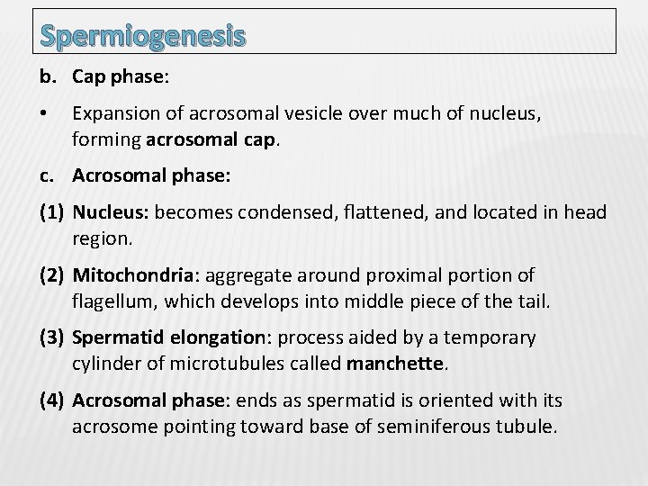 Spermiogenesis b. Cap phase: • Expansion of acrosomal vesicle over much of nucleus, forming