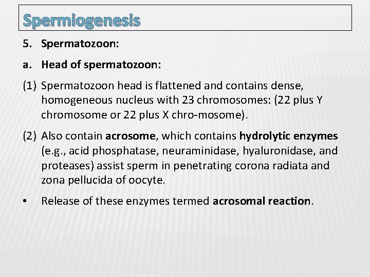 Spermiogenesis 5. Spermatozoon: a. Head of spermatozoon: (1) Spermatozoon head is flattened and contains