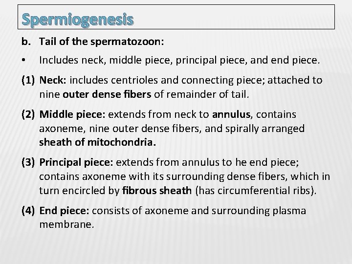 Spermiogenesis b. Tail of the spermatozoon: • Includes neck, middle piece, principal piece, and