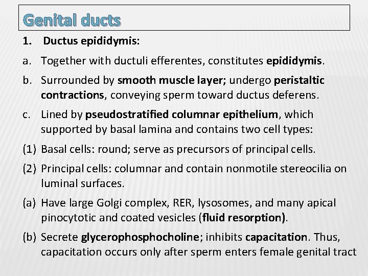 Genital ducts 1. Ductus epididymis: a. Together with ductuli efferentes, constitutes epididymis. b. Surrounded