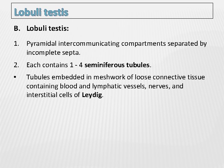 Lobuli testis B. Lobuli testis: 1. Pyramidal intercommunicating compartments separated by incomplete septa. 2.