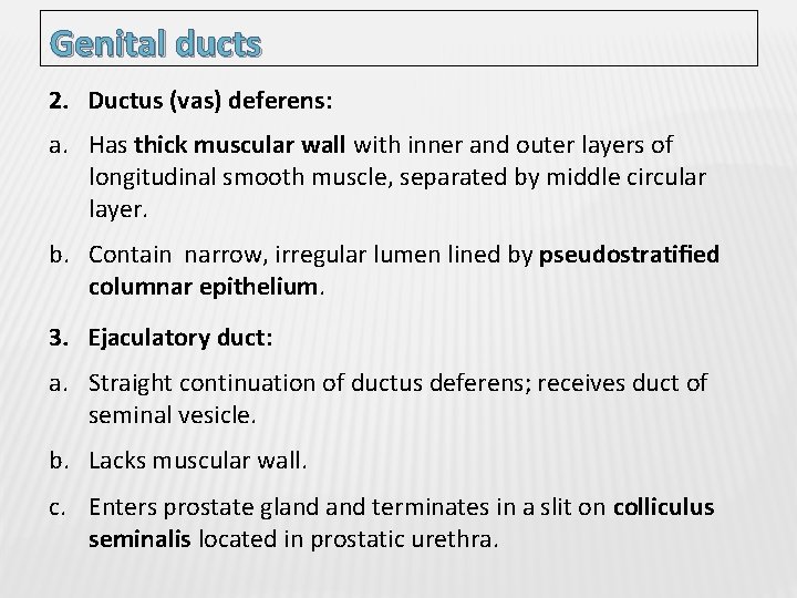 Genital ducts 2. Ductus (vas) deferens: a. Has thick muscular wall with inner and