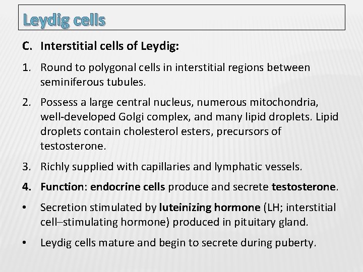 Leydig cells C. Interstitial cells of Leydig: 1. Round to polygonal cells in interstitial