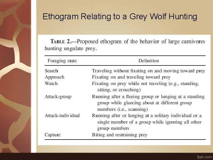 Ethogram Relating to a Grey Wolf Hunting 