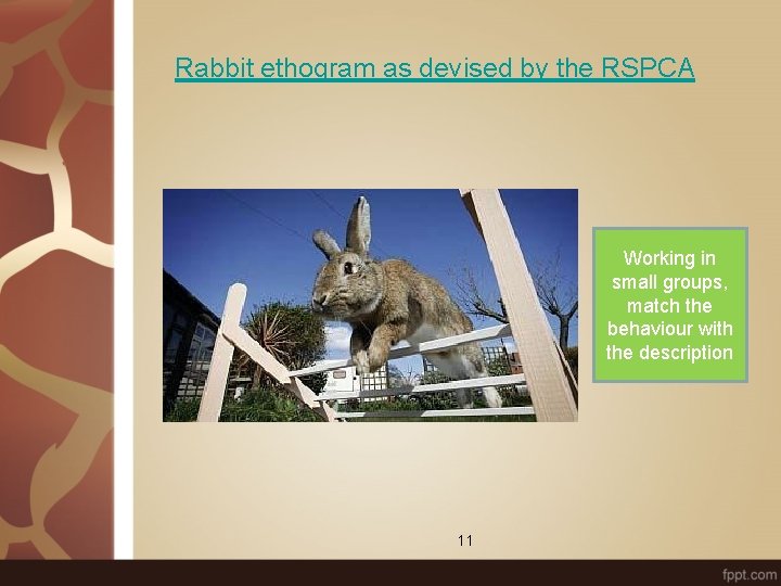 Rabbit ethogram as devised by the RSPCA Working in small groups, match the behaviour