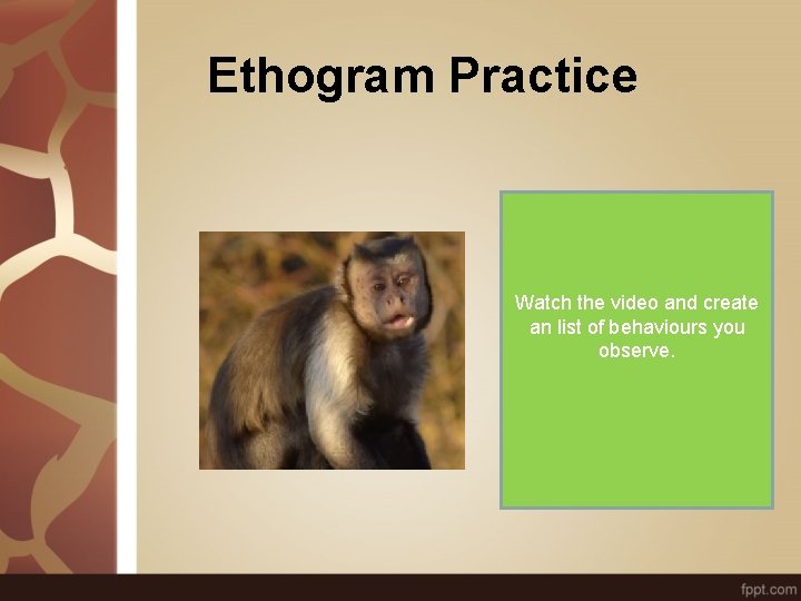 Ethogram Practice Watch the video and create an list of behaviours you observe. 