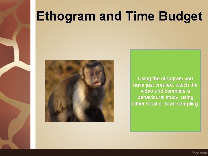 Ethogram and Time Budget Using the ethogram you have just created, watch the video