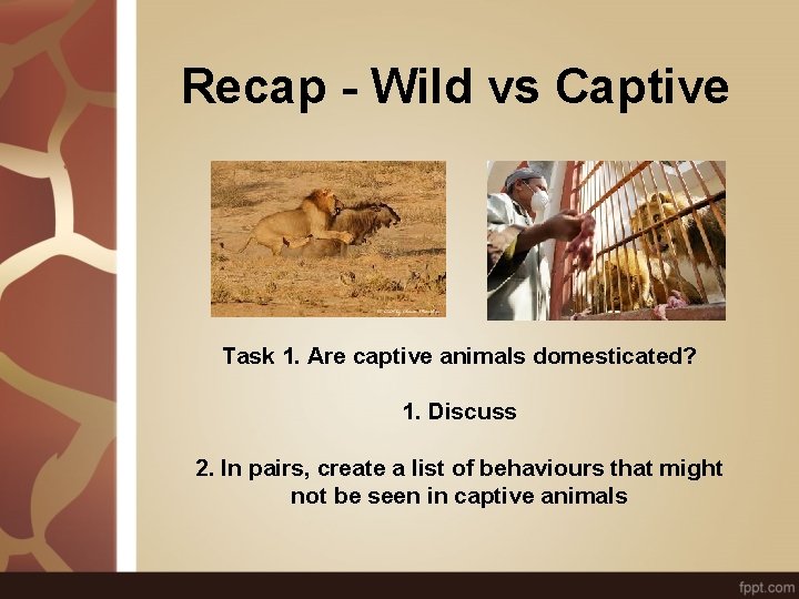 Recap - Wild vs Captive Task 1. Are captive animals domesticated? 1. Discuss 2.
