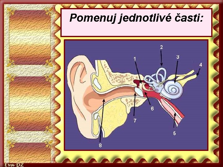 Pomenuj jednotlivé časti: 