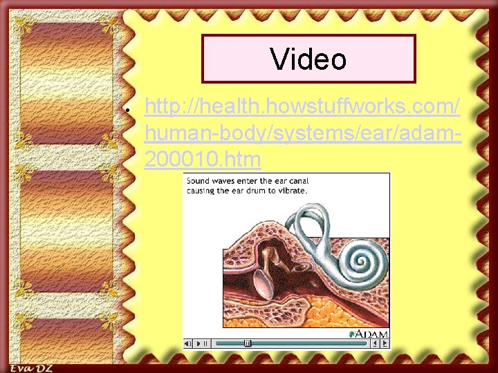 Video http: //health. howstuffworks. com/ human-body/systems/ear/adam 200010. htm 