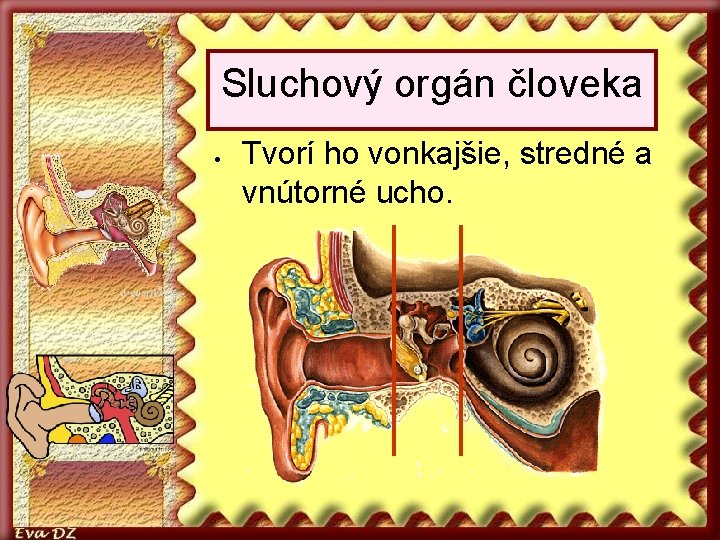 Sluchový orgán človeka Tvorí ho vonkajšie, stredné a vnútorné ucho. 