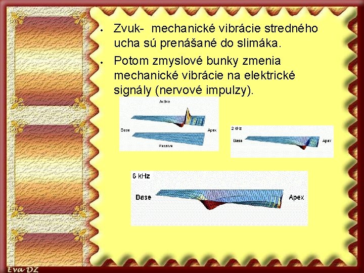  Zvuk- mechanické vibrácie stredného ucha sú prenášané do slimáka. Potom zmyslové bunky zmenia