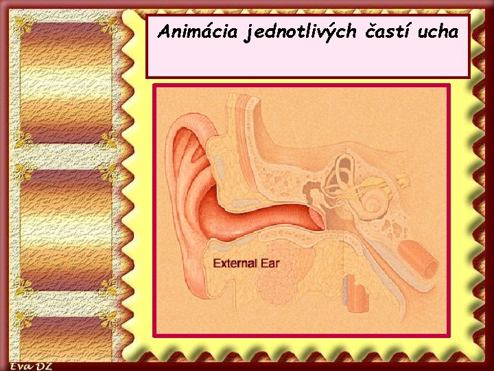 Animácia jednotlivých častí ucha 