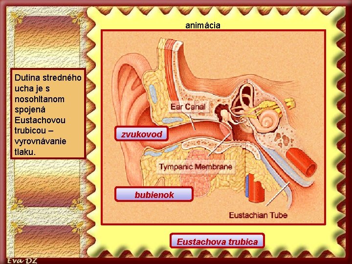 animácia Dutina stredného ucha je s nosohltanom spojená Eustachovou trubicou – vyrovnávanie tlaku. zvukovod
