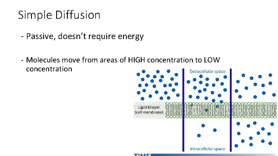 Simple Diffusion - Passive, doesn’t require energy - Molecules move from areas of HIGH