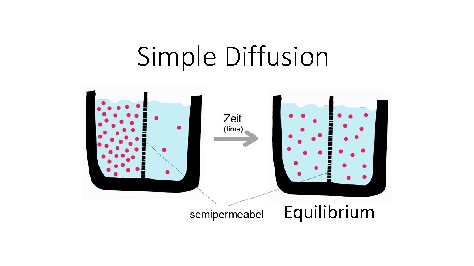 Simple Diffusion Equilibrium 
