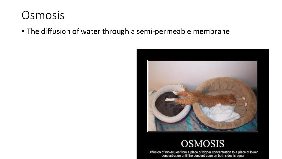 Osmosis • The diffusion of water through a semi-permeable membrane 