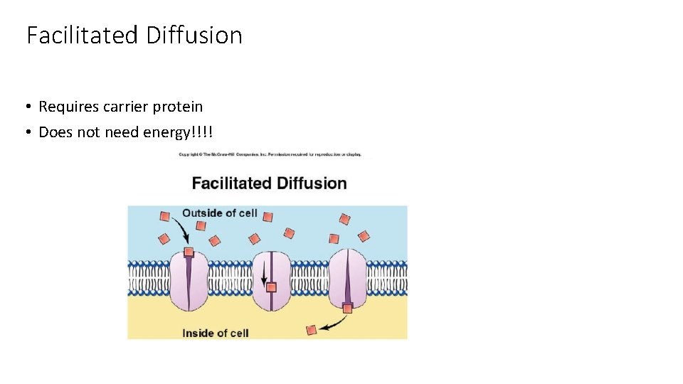 Facilitated Diffusion • Requires carrier protein • Does not need energy!!!! 