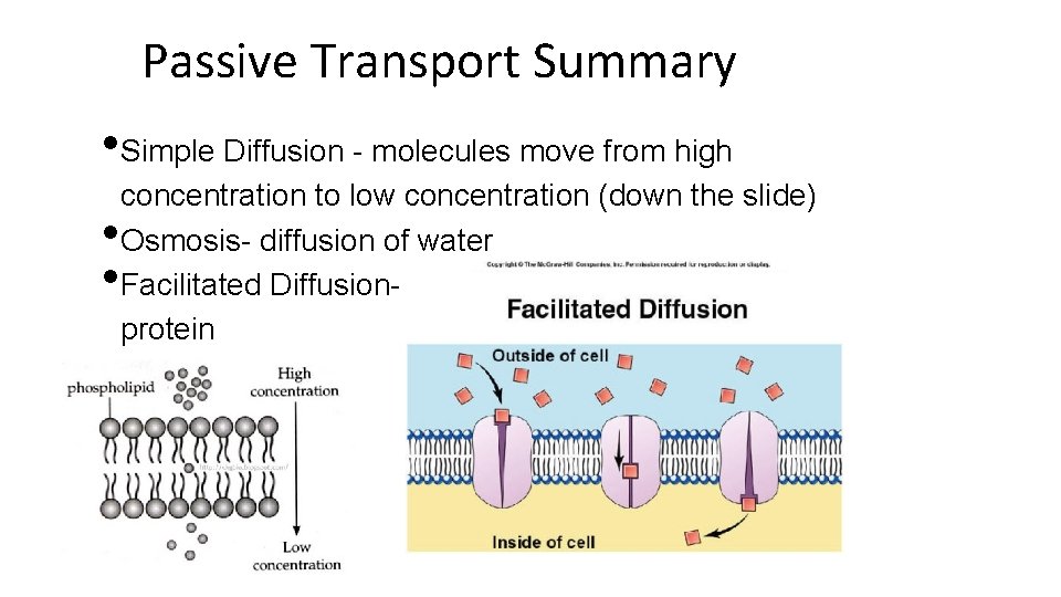 Passive Transport Summary • Simple Diffusion - molecules move from high • • concentration