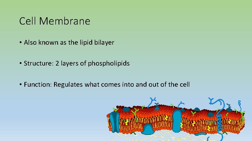 Cell Membrane • Also known as the lipid bilayer • Structure: 2 layers of