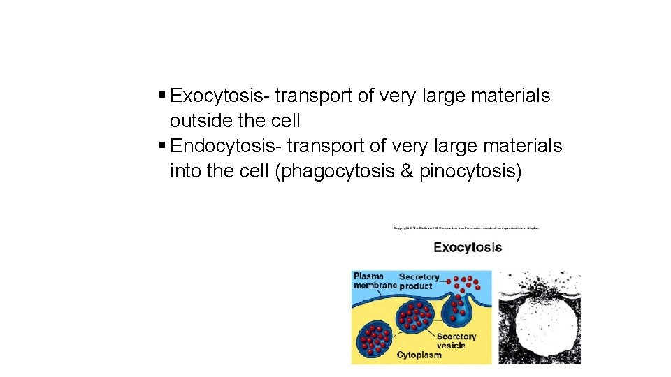 § Exocytosis- transport of very large materials outside the cell § Endocytosis- transport of