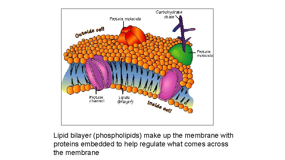 Lipid bilayer (phospholipids) make up the membrane with proteins embedded to help regulate what