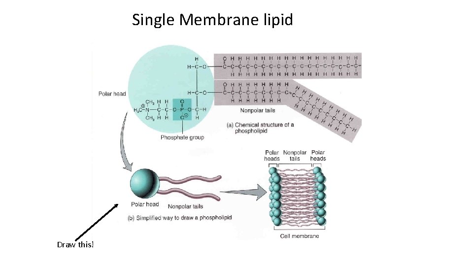 Single Membrane lipid Draw this! 
