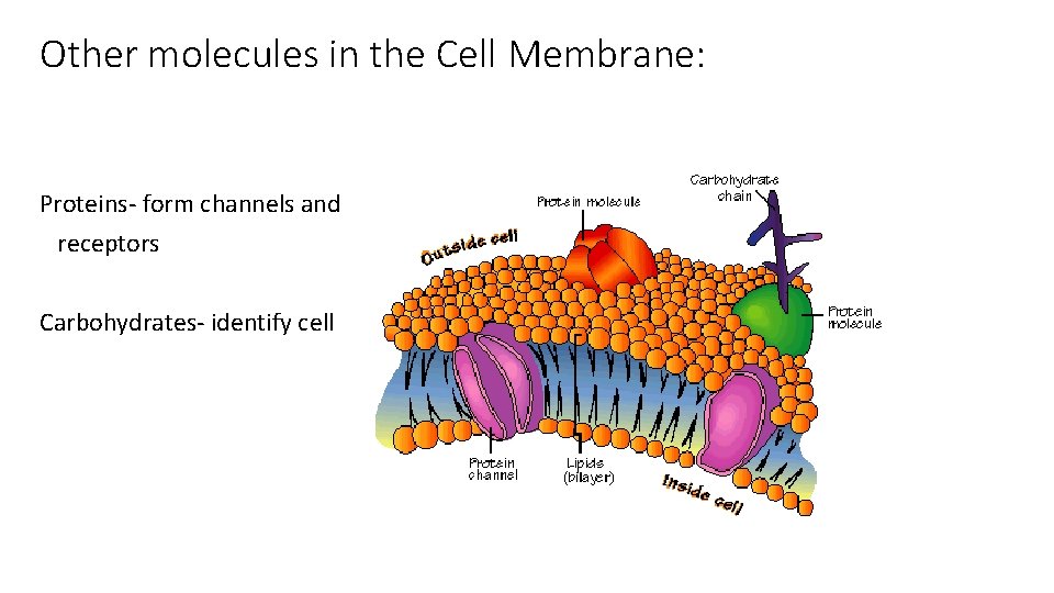 Other molecules in the Cell Membrane: Proteins- form channels and receptors Carbohydrates- identify cell