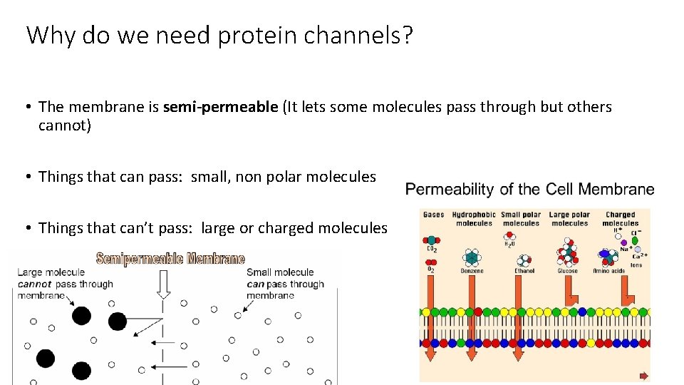 Why do we need protein channels? • The membrane is semi-permeable (It lets some
