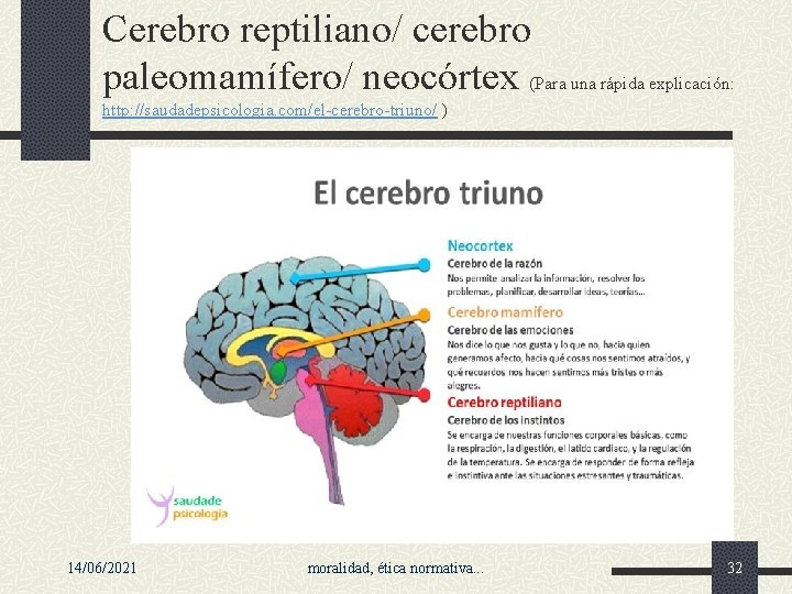 Cerebro reptiliano/ cerebro paleomamífero/ neocórtex (Para una rápida explicación: http: //saudadepsicologia. com/el-cerebro-triuno/ ) 14/06/2021