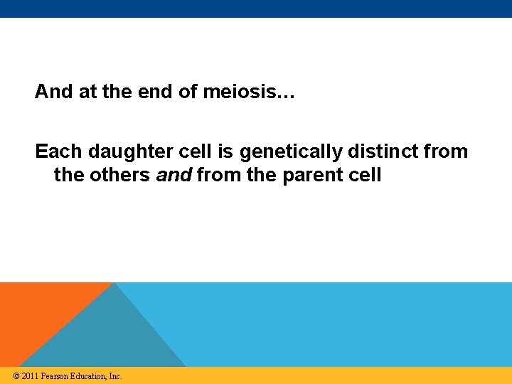 And at the end of meiosis… Each daughter cell is genetically distinct from the