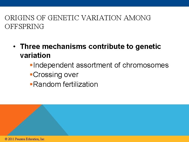 ORIGINS OF GENETIC VARIATION AMONG OFFSPRING • Three mechanisms contribute to genetic variation §Independent