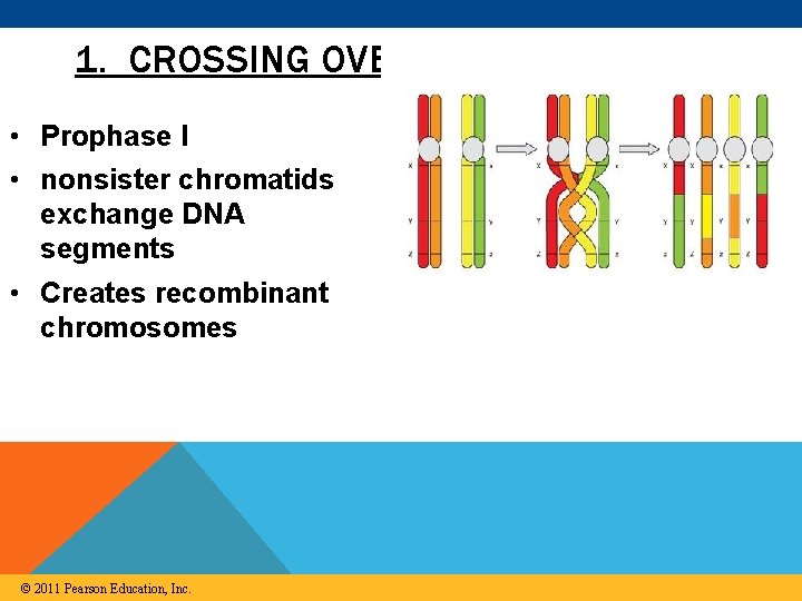 1. CROSSING OVER • Prophase I • nonsister chromatids exchange DNA segments • Creates