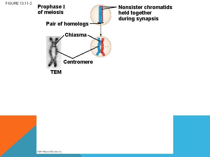 FIGURE 13. 11 -2 Prophase I of meiosis Pair of homologs Chiasma Centromere TEM