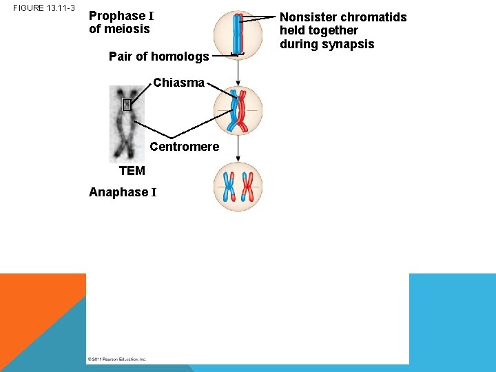 FIGURE 13. 11 -3 Prophase I of meiosis Pair of homologs Chiasma Centromere TEM