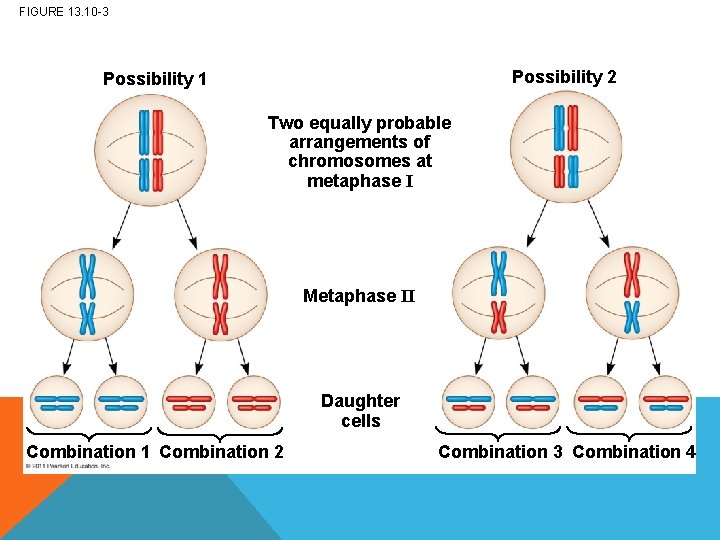 FIGURE 13. 10 -3 Possibility 2 Possibility 1 Two equally probable arrangements of chromosomes