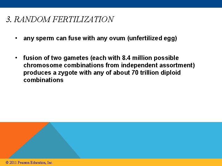 3. RANDOM FERTILIZATION • any sperm can fuse with any ovum (unfertilized egg) •