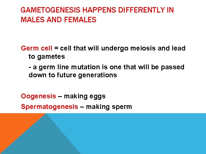 GAMETOGENESIS HAPPENS DIFFERENTLY IN MALES AND FEMALES Germ cell = cell that will undergo