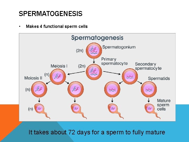 SPERMATOGENESIS • Makes 4 functional sperm cells It takes about 72 days for a