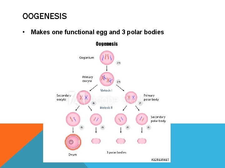 OOGENESIS • Makes one functional egg and 3 polar bodies 