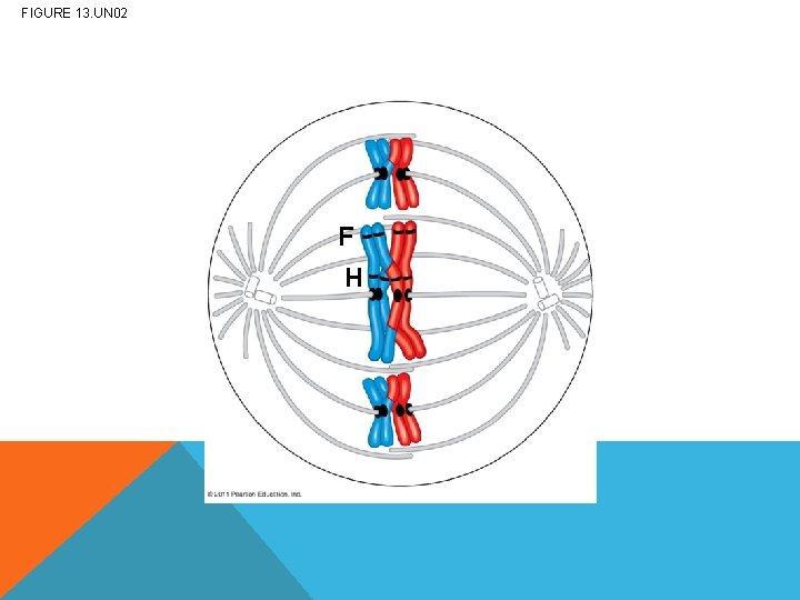 FIGURE 13. UN 02 F H 