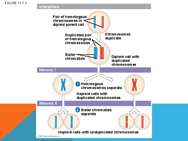 FIGURE 13. 7 -3 Interphase Pair of homologous chromosomes in diploid parent cell Duplicated