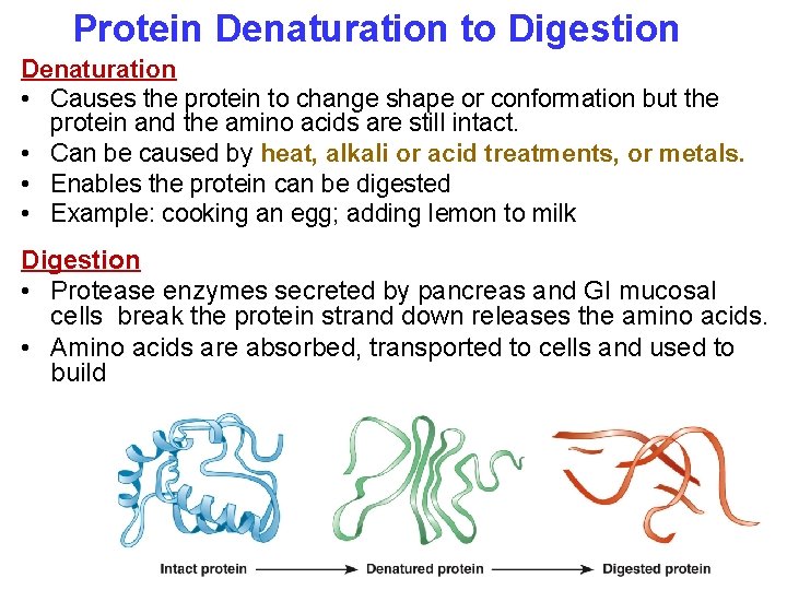 Protein Denaturation to Digestion Denaturation • Causes the protein to change shape or conformation