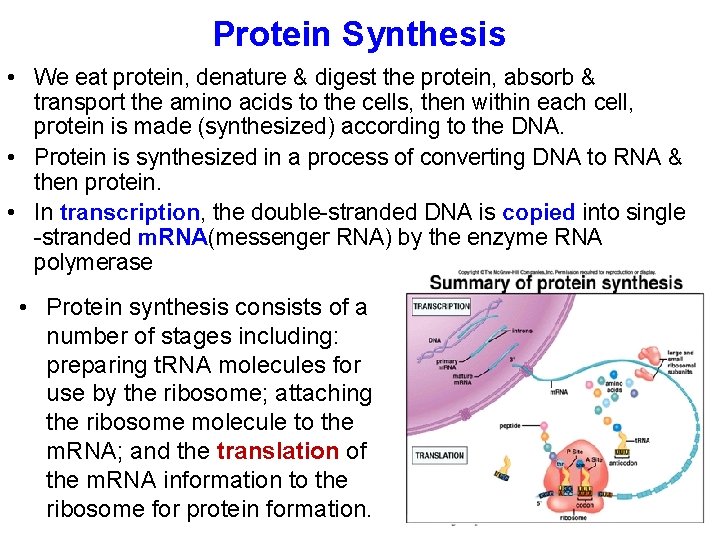 Protein Synthesis • We eat protein, denature & digest the protein, absorb & transport