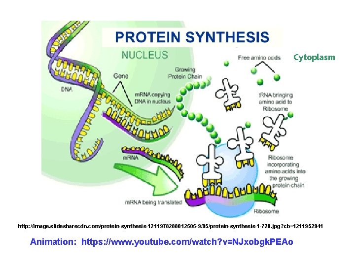 Cytoplasm http: //image. slidesharecdn. com/protein-synthesis-1211978288012505 -9/95/protein-synthesis-1 -728. jpg? cb=1211952941 Animation: https: //www. youtube. com/watch?